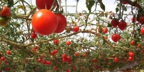 Paradajz hobotnice f1: kako uzgajati na otvorenom polju i u stakleniku